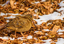 Migrazione post-nuziale, la nota di Anuu sul passo di inizio novembre migrazione post-nuziale: beccaccia in terreno innevato