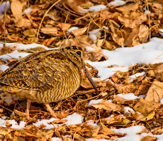 Migrazione post-nuziale, la nota di Anuu sul passo di inizio novembre migrazione post-nuziale: beccaccia in terreno innevato