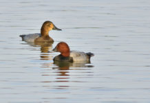 Monitoraggio del moriglione: Federcaccia e Acma chiamano i cacciatori a raccolta monitoraggio del moriglione: moriglione maschio e femmina in acqua