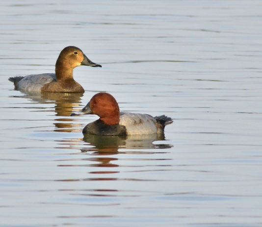 Monitoraggio del moriglione: Federcaccia e Acma chiamano i cacciatori a raccolta monitoraggio del moriglione: moriglione maschio e femmina in acqua