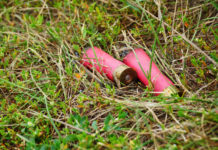 Munizioni in piombo nelle zone umide, decisione rimandata munizioni in piombo nelle zone umide: bossoli di cartuccia nell'erba