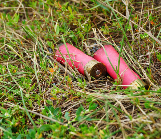 Munizioni in piombo nelle zone umide, decisione rimandata munizioni in piombo nelle zone umide: bossoli di cartuccia nell'erba