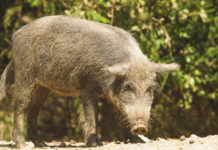 No della CCT agli ausiliari per il controllo faunistico ausiliari per il controllo faunistico: cinghiale nel bosco