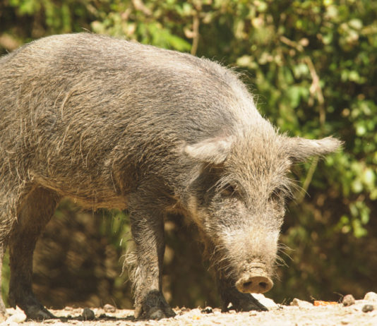 No della CCT agli ausiliari per il controllo faunistico ausiliari per il controllo faunistico: cinghiale nel bosco