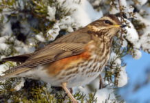 Passo della migratoria a metà novembre: la nota di Anuu passo della migratoria a metà novembre 2019: tordo sassello su un ramo innevato