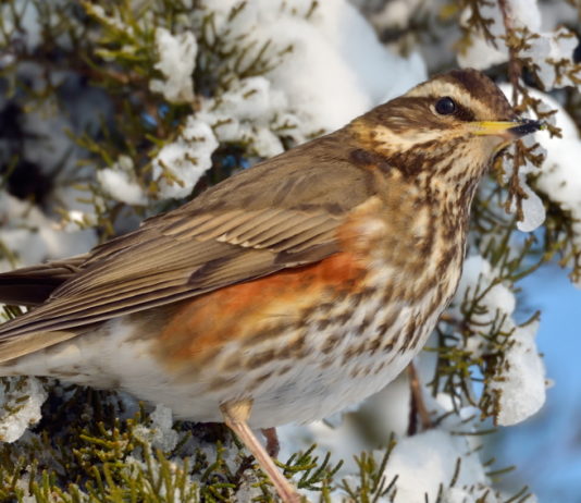 Passo della migratoria a metà novembre: la nota di Anuu passo della migratoria a metà novembre 2019: tordo sassello su un ramo innevato