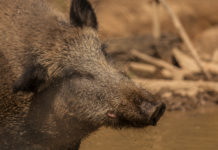 Peste suina africana: Face denuncia due nuovi focolai in Europa peste suina africana: cinghiale nel fango