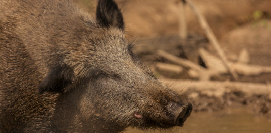 peste suina africana: cinghiale nel fango