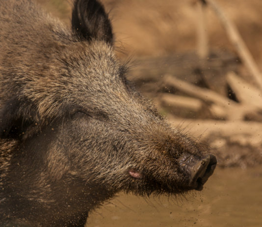 Peste suina africana: Face denuncia due nuovi focolai in Europa peste suina africana: cinghiale nel fango