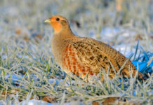 Reintroduzione della starna: Life Perdix presentato martedì 26 reintroduzione della starna: starna su erba ghiacciata