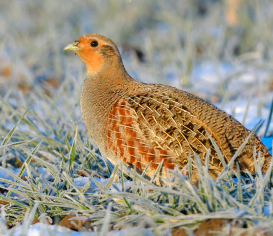 Reintroduzione della starna: Life Perdix presentato martedì 26 reintroduzione della starna: starna su erba ghiacciata