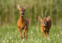 Riproduzione del capriolo: le preferenze delle femmine vecchie Riproduzione del capriolo le femmine vecchie evitano i maschi vecchi