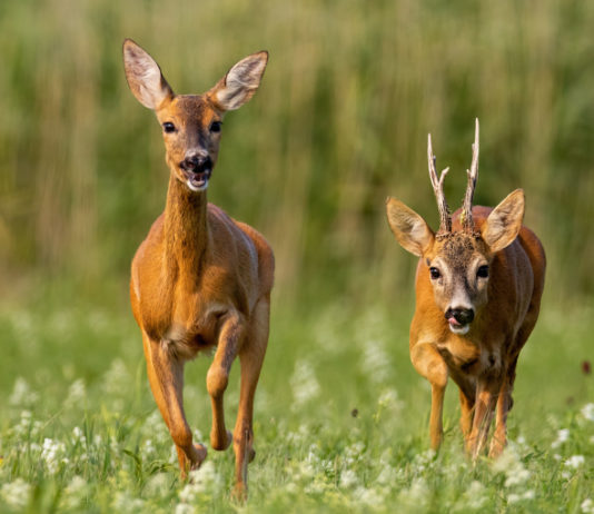 Riproduzione del capriolo: le preferenze delle femmine vecchie Riproduzione del capriolo le femmine vecchie evitano i maschi vecchi