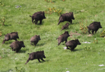 Per una razionale gestione del cinghiale gestione del cinghiale