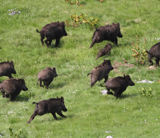 Per una razionale gestione del cinghiale gestione del cinghiale