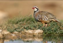 Pernice rossa: monitoraggio genetico della specie e il contributo dei cacciatori pernice rossa