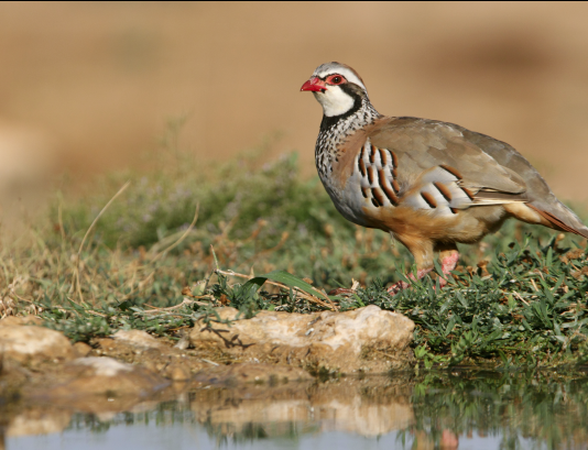 Pernice rossa: monitoraggio genetico della specie e il contributo dei cacciatori pernice rossa