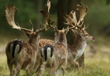 Cacciare a Palla dicembre 2019 in edicola dal 16 novembre copertina cacciare a palla dicembre 2019