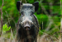 Sentieri di Caccia dicembre 2019 in edicola dal 28 novembre sentieri di caccia dicembre 2019: cinghiale nel bosco