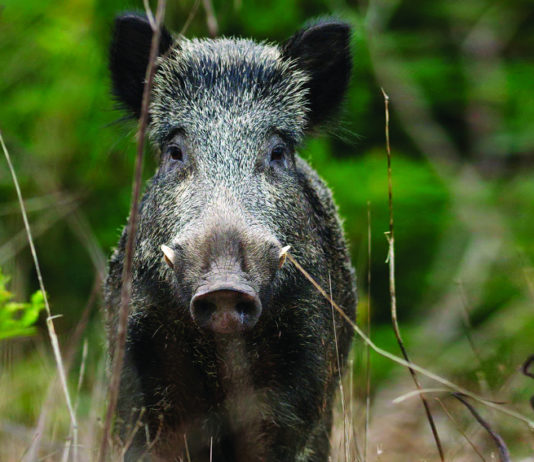 Sentieri di Caccia dicembre 2019 in edicola dal 28 novembre sentieri di caccia dicembre 2019: cinghiale nel bosco
