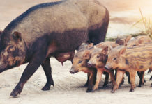 Manifestazione a Roma: per Coldiretti è “emergenza cinghiale” emergenza cinghiale