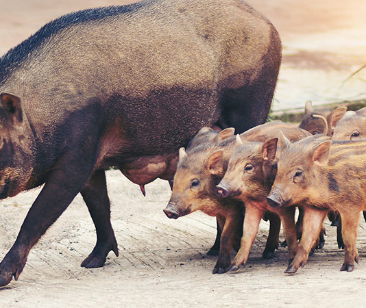 Manifestazione a Roma: per Coldiretti è “emergenza cinghiale” emergenza cinghiale