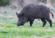 Caccia collettiva al cinghiale, da Federcaccia ed Enalcaccia Bergamo istanza per giornate integrative caccia collettiva al cinghiale: cinghiale cerca cibo nell'erba