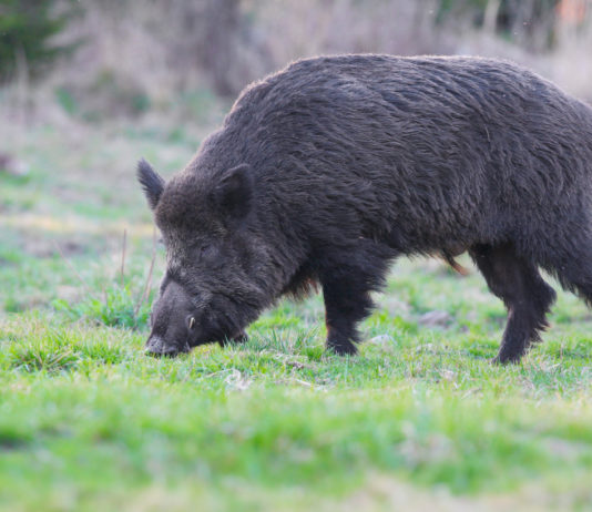 Caccia collettiva al cinghiale, da Federcaccia ed Enalcaccia Bergamo istanza per giornate integrative caccia collettiva al cinghiale: cinghiale cerca cibo nell'erba
