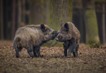 Caccia di selezione e braccata, doppio corso a Milano Caccia di selezione e braccata: due cinghiali combattono nel bosco