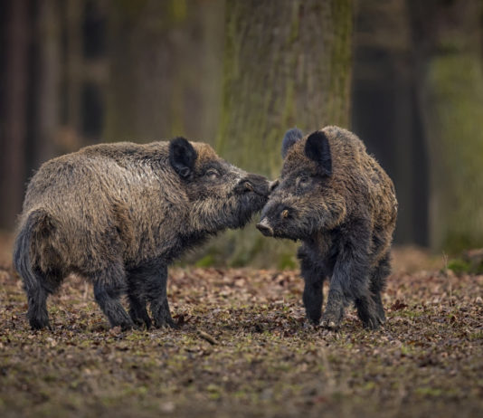 Caccia di selezione e braccata, doppio corso a Milano Caccia di selezione e braccata: due cinghiali combattono nel bosco