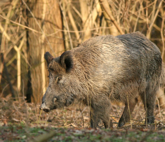 Caccia e controllo faunistico, Arcicaccia suggerisce emendamento caccia e controllo faunistico: cinghiale nel bosco