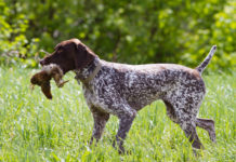 Caccia in Lombardia: il commento della giunta dopo la sentenza della Corte costituzionale caccia in lombardia: pointer riporta beccaccia