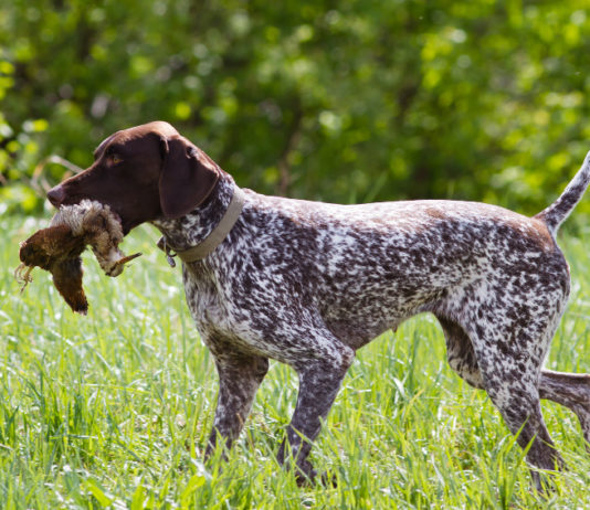 Caccia in Lombardia: il commento della giunta dopo la sentenza della Corte costituzionale caccia in lombardia: pointer riporta beccaccia
