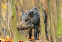 Caccia in Toscana, giunta approva modifiche alla legge caccia in Toscana: cinghiale tra gli alberi