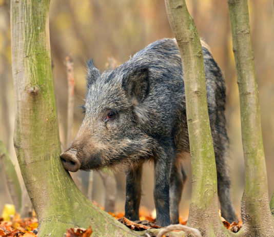 Caccia in Toscana, giunta approva modifiche alla legge caccia in Toscana: cinghiale tra gli alberi