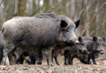 Cinghiali abbattuti in Lombardia: ecco i dati del 2019 cinghiali abbattuti in lombardia: cinghiale femmina adulta con piccoli