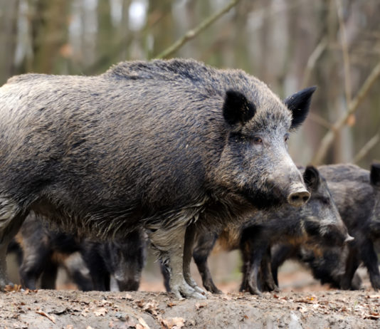 Cinghiali abbattuti in Lombardia: ecco i dati del 2019 cinghiali abbattuti in lombardia: cinghiale femmina adulta con piccoli