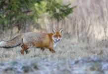 Controllo della volpe, Mazzali (Fratelli d’Italia): bene centrosinistra toscano, in Lombardia serve uniformità controllo della volpe