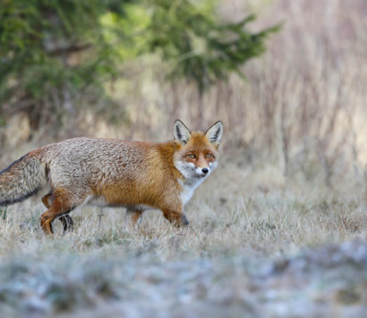 Controllo della volpe, Mazzali (Fratelli d’Italia): bene centrosinistra toscano, in Lombardia serve uniformità controllo della volpe