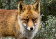 Controllo della volpe in Toscana, approvati contingenti e modalità controllo della volpe in Toscana