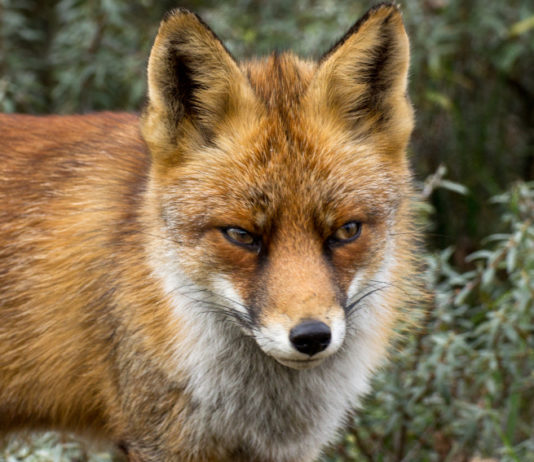 Controllo della volpe in Toscana, approvati contingenti e modalità controllo della volpe in Toscana