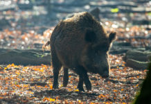 Controllo faunistico, stralciato articolo sugli ausiliari controllo faunistico: cinghiale nella foresta