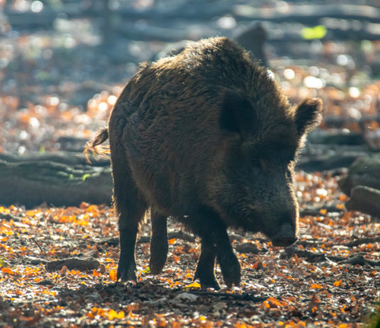Controllo faunistico, stralciato articolo sugli ausiliari controllo faunistico: cinghiale nella foresta