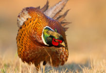 Gestione della selvaggina stanziale: fissato incontro a Montepulciano (SI) Gestione della selvaggina stanziale: fagiano