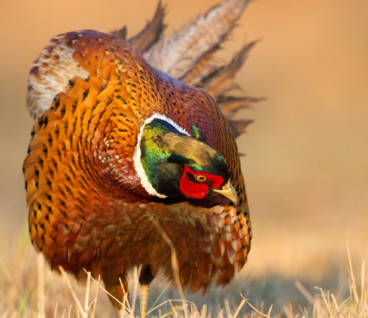 Gestione della selvaggina stanziale: fissato incontro a Montepulciano (SI) Gestione della selvaggina stanziale: fagiano