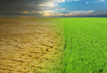 Giornata mondiale del suolo, Buconi: “Cacciatori fondamentali” Giornata mondiale del suolo: erba verde sfuma in terreno secco