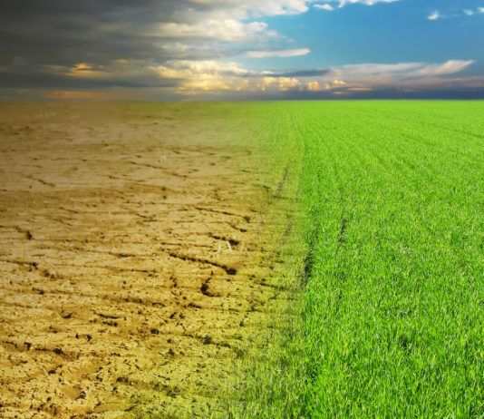 Giornata mondiale del suolo, Buconi: “Cacciatori fondamentali” Giornata mondiale del suolo: erba verde sfuma in terreno secco