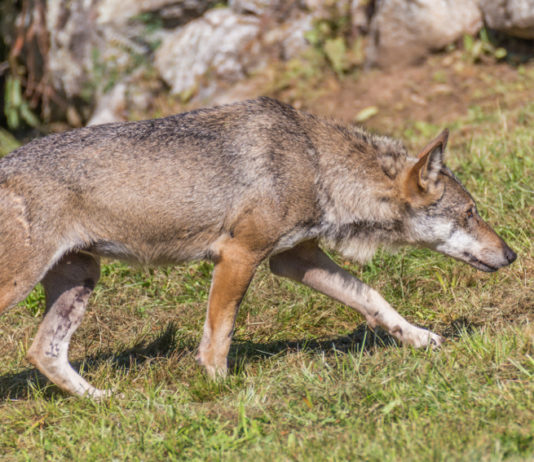 Grandi carnivori, Veneto approva progetto di legge statale grandi carnivori: lupo sulle Alpi