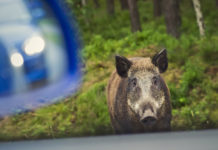 Incidenti con la fauna selvatica: i numeri della Lombardia Incidenti con la fauna selvatica i numeri della Lombardia