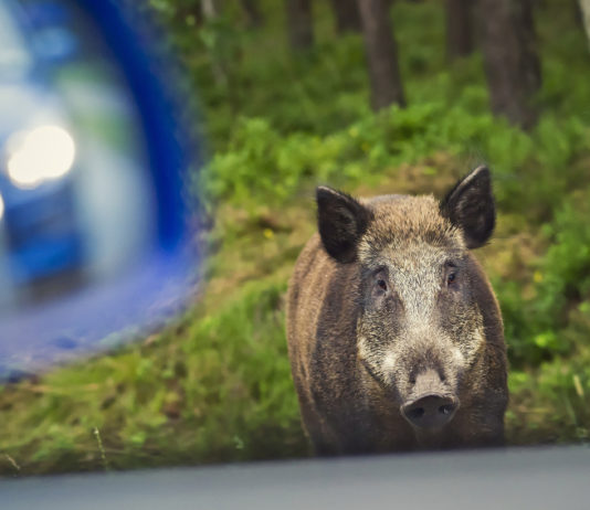 Incidenti con la fauna selvatica: i numeri della Lombardia Incidenti con la fauna selvatica i numeri della Lombardia